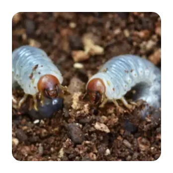grubs