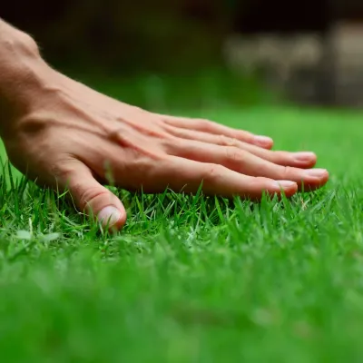lawn care