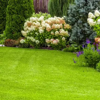 shrubs