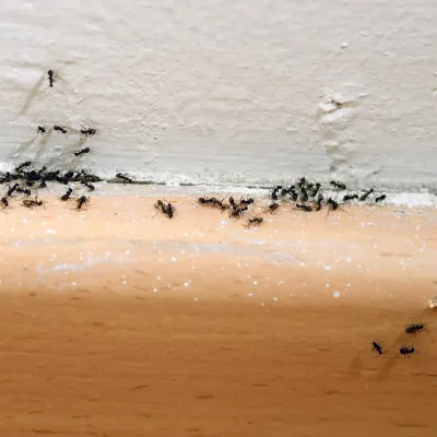 ants