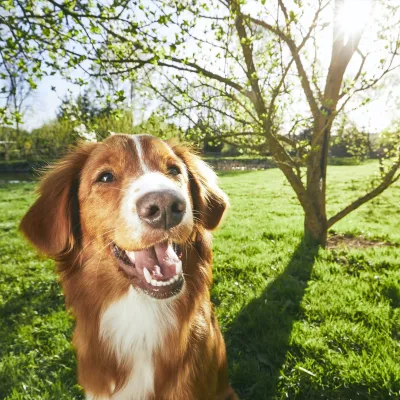 happy dog outside