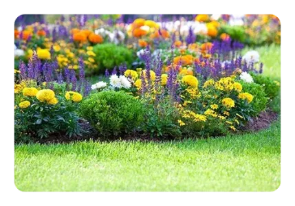 shrubs