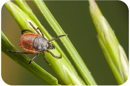 tick on grass