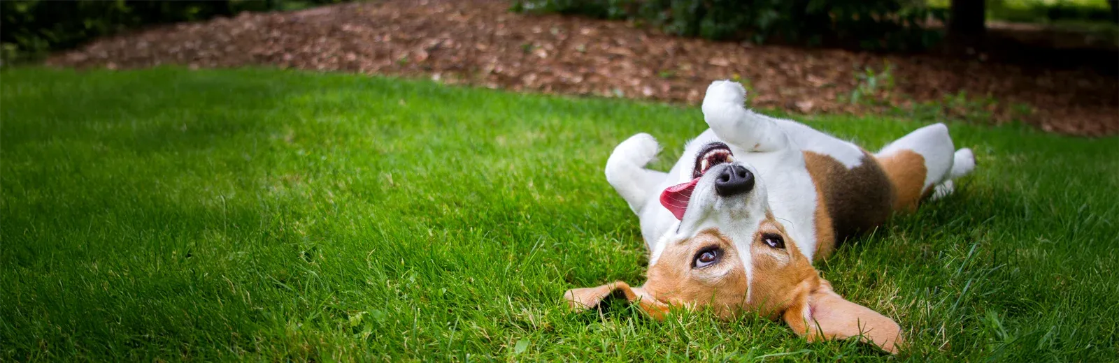 dog rolling around in grass